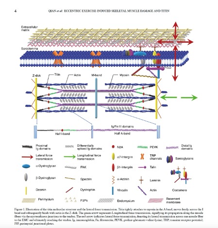 Qian, Z., Ping, L. and Xuelin, Z., 2023. Re examining the mechanism of eccentric exercise induced skeletal muscle damage from the role of the third filament, titin. Biomedical Reports, 20(1), p.14.